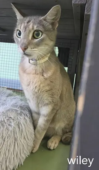 Wiley