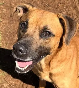 Hank