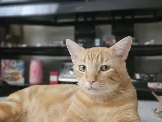 Manuka