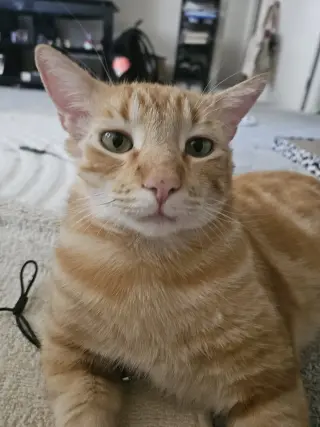 Manuka