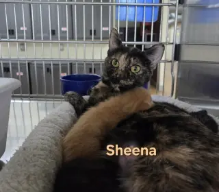 Sheena