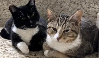 Angel & Pepper (Bonded pair)