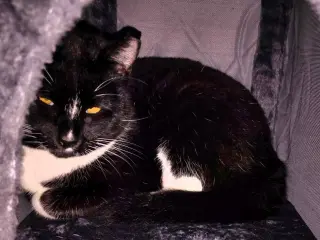 Angel & Pepper (Bonded pair)
