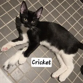 Cricket