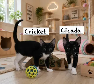 Cricket