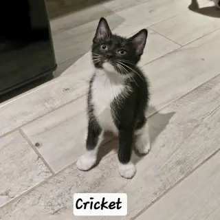 Cricket