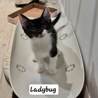 Ladybug