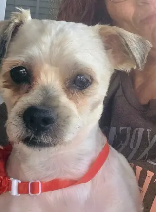 SHIH TZU ACE