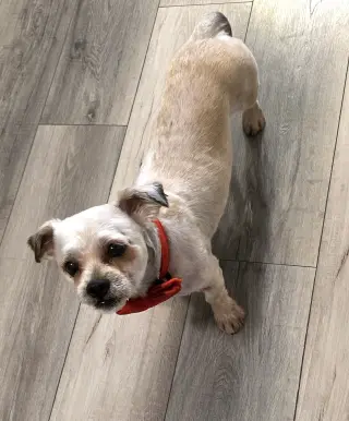 SHIH TZU ACE