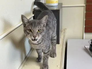 Ringo
