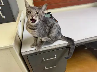 Ringo