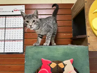 Ringo