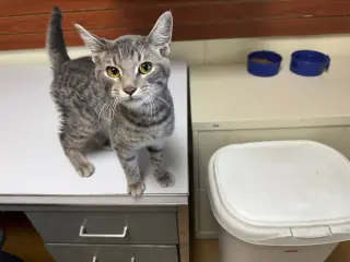 Ringo