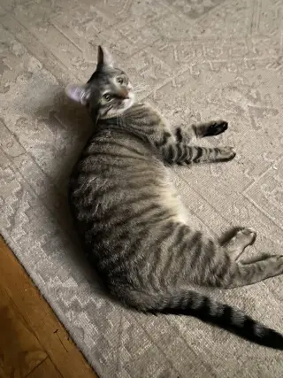 Teddy