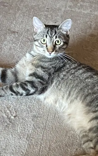 Teddy
