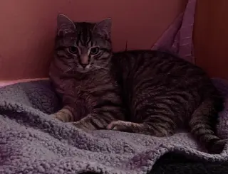 Teddy