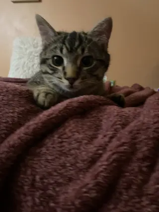 Teddy