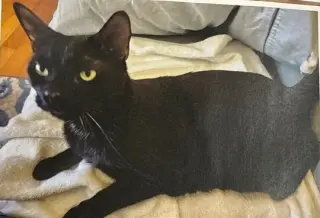 Cosmo