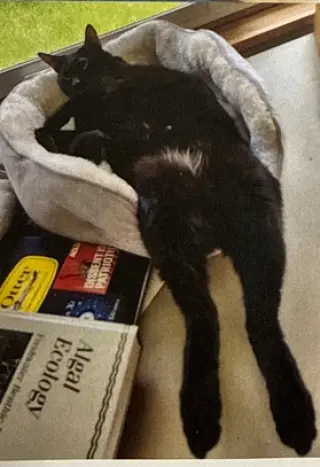 Cosmo
