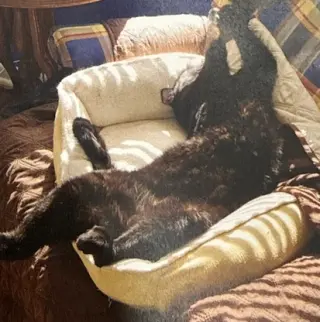 Cosmo