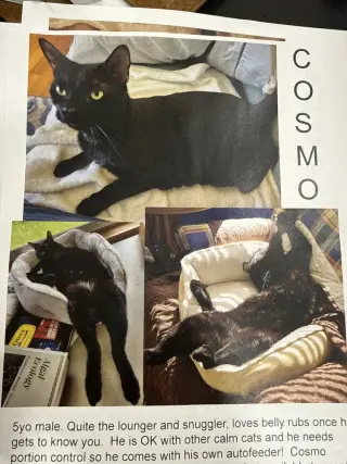 Cosmo