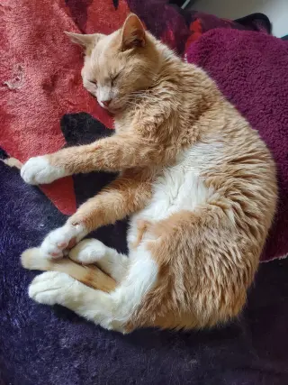 Iroh