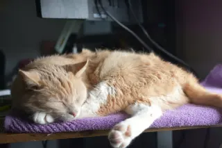 Iroh