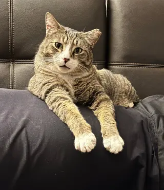 Mr. Bagel