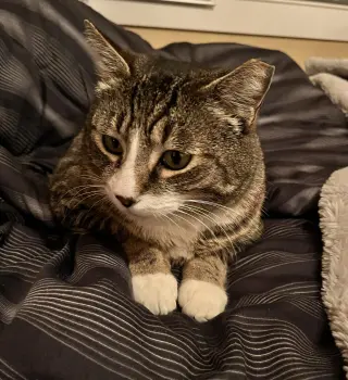 Mr. Bagel