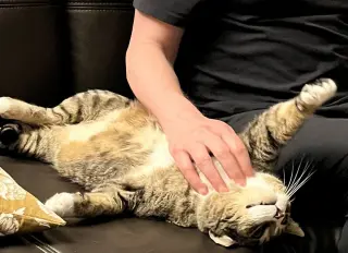 Mr. Bagel