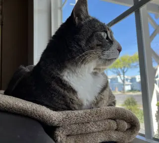 Mr. Bagel