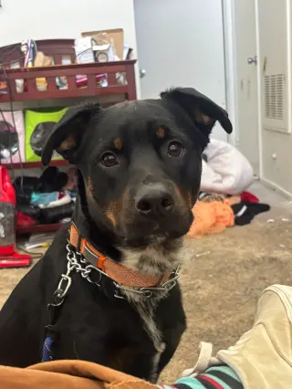 SILAS