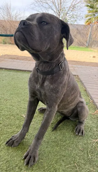 Arwen