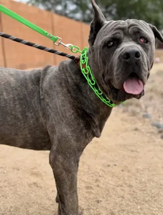 Max
