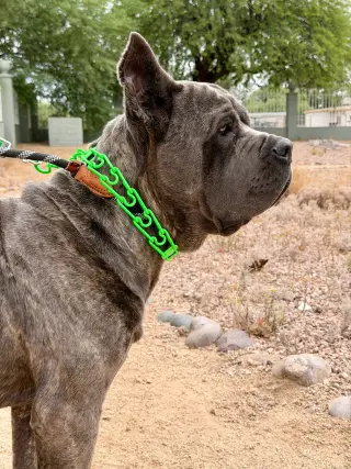 Max