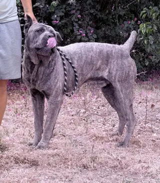 Max