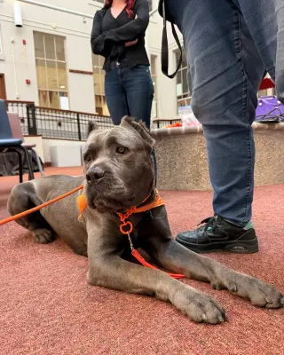 Daphne