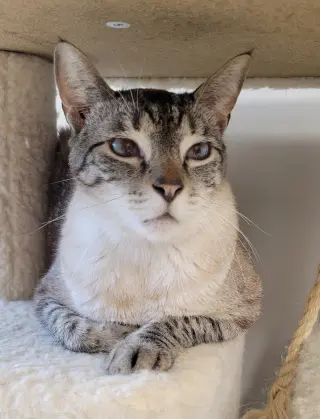Sinatra
