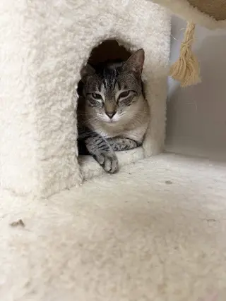 Sinatra