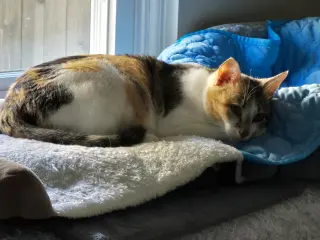 Patches