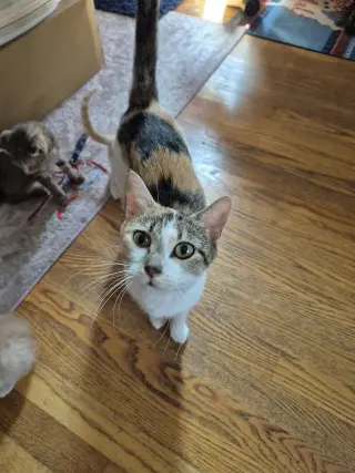Patches
