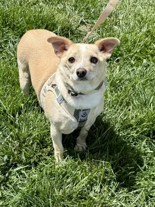 Mr. Peanut - Adoption Pending