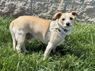 Mr. Peanut - Adoption Pending