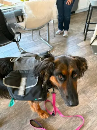 Daisy Ann - Adopt Me!