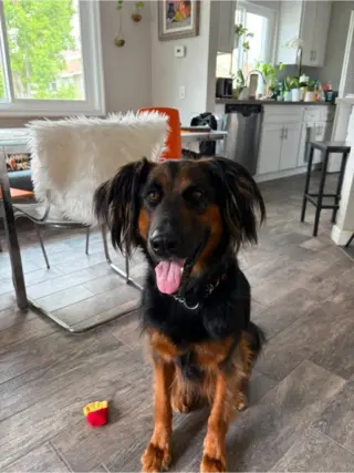 Daisy Ann - Adopt Me!