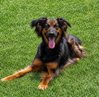 Daisy Ann - Adopt Me!