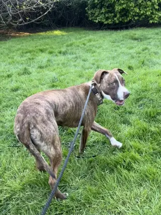 Kiki