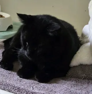 Onyx