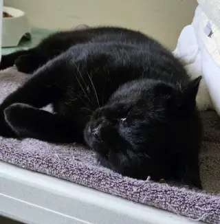 Onyx