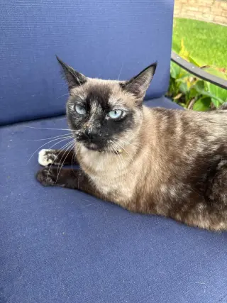 Eva